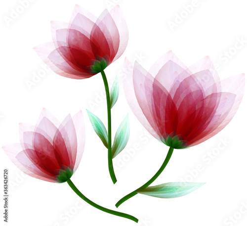 set  watercolor red  flowers tulips on  isolated a white background. Close-up. Flowers on the  green stem. Nature.