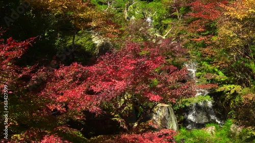 Autumn leaves with waterfall in Hiroshima, Japan. Japanese garden. 4K photo