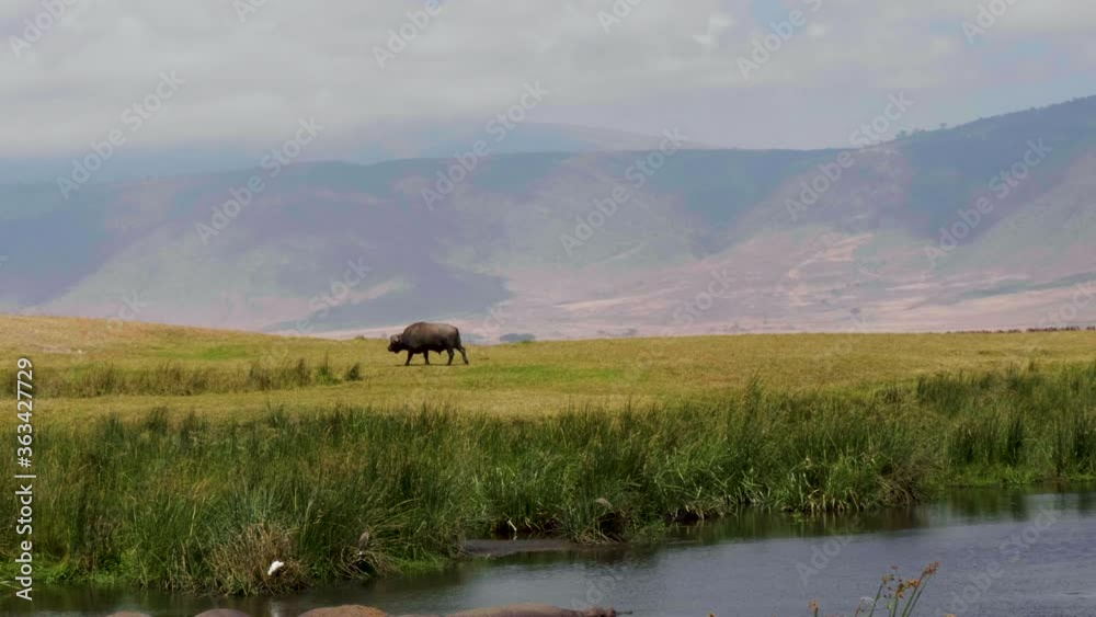 Magnificent landscape with buffalo walking over vegetation. Magnificent landscape with buffalo walking over vegetation.
