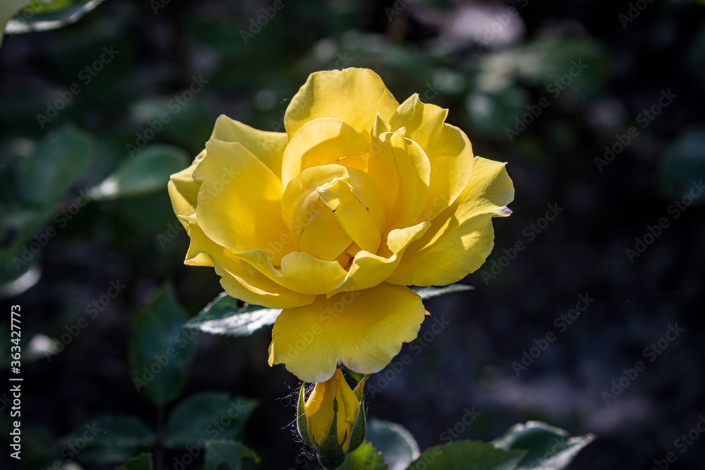 Open blooming yellow rose. Beautiful bright yellow flower among green leaves. Spring park. Close-up. On open air. Front view. Open blooming yellow rose. Beautiful bright yellow flower among green leaves. Spring park. Close-up. On open air. Front view.