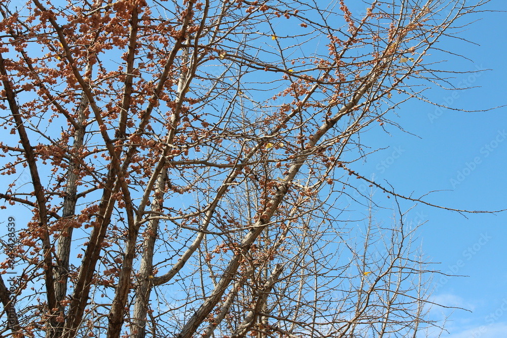 Gingko nuts on the tree with the branches in autumn, South Korea