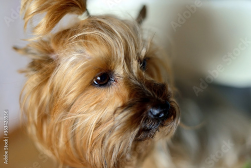 Yorkshire terrier portrait, eyes in focus looking away.