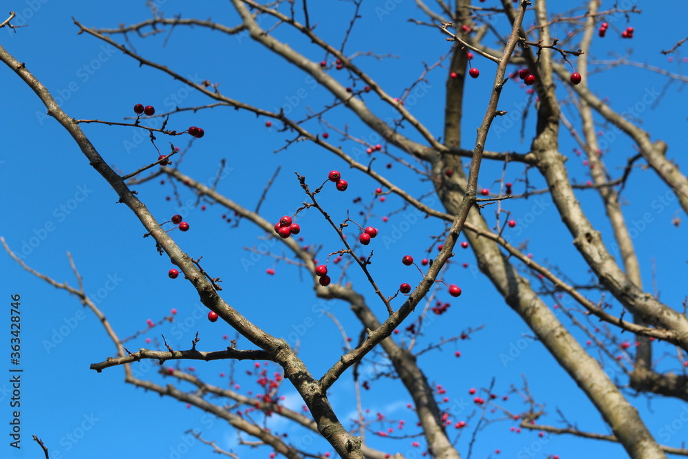 Hawthorn berries on tree branches against the clear blue sky in autumn, South Korea Hawthorn berries on tree branches against the clear blue sky in autumn, South Korea