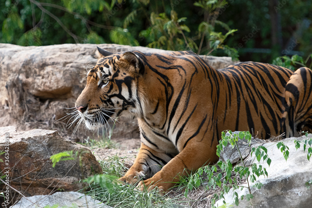 Fototapeta premium The sleeping tiger looked at something.