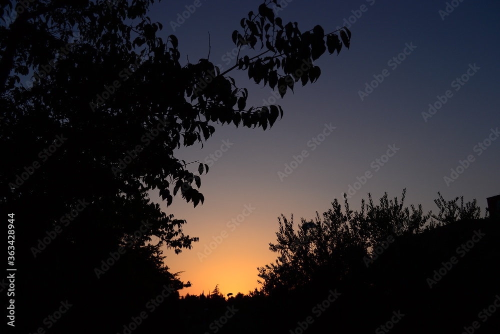 silhouette of a tree on sunset background