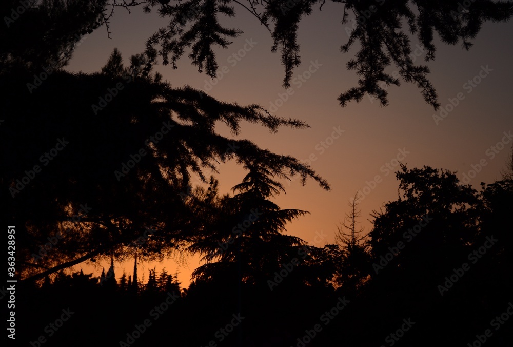 silhouette of a tree on sunset background