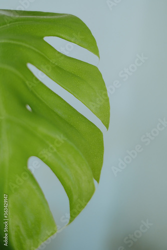 Famous indoor plant Monstera Deliciosa with new green leaf