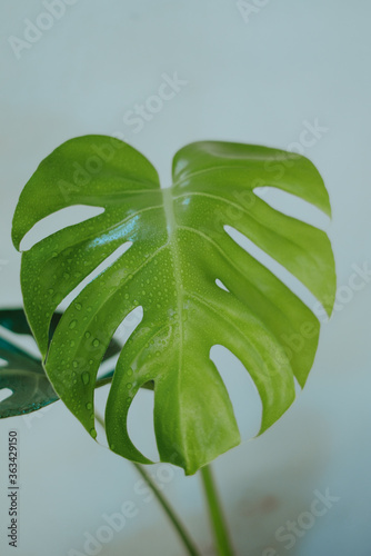 Famous indoor plant Monstera Deliciosa with new green leaf