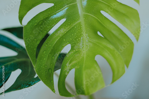 Monstera deliciosa plant with large green leaf