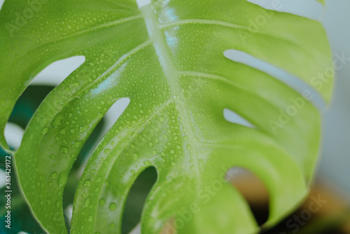 Famous indoor plant Monstera Deliciosa with new green leaf