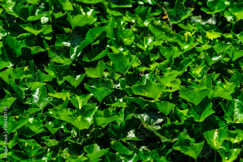 Wallpaper Mural Efeu Torontodigital.ca