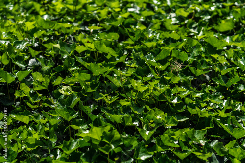 Wallpaper Mural Efeu Torontodigital.ca