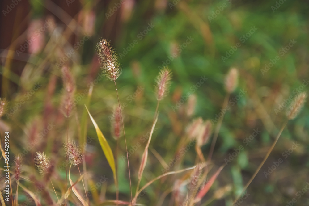 Dry herbs on blurred green background. Autumn and ecosystem concept, soft selective focus. Dry herbs on blurred green background. Autumn and ecosystem concept, soft selective focus.