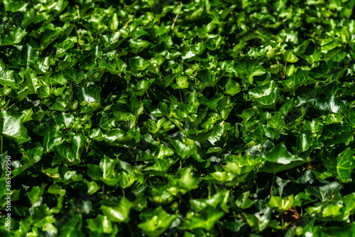 Wallpaper Mural Efeu Torontodigital.ca