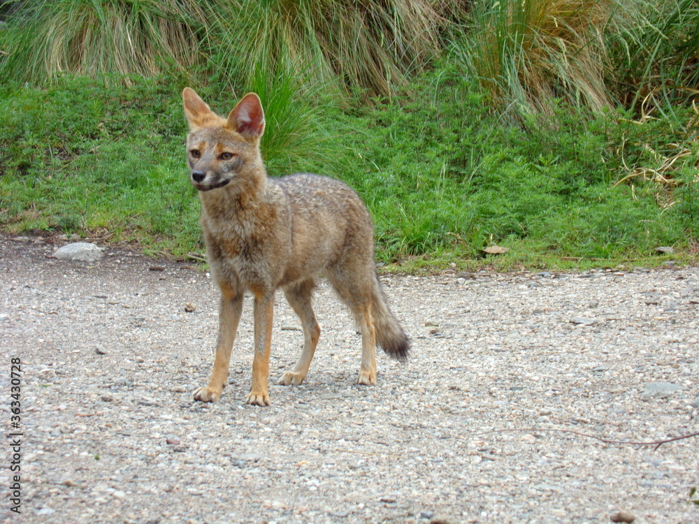 Fototapeta premium zorro gris
