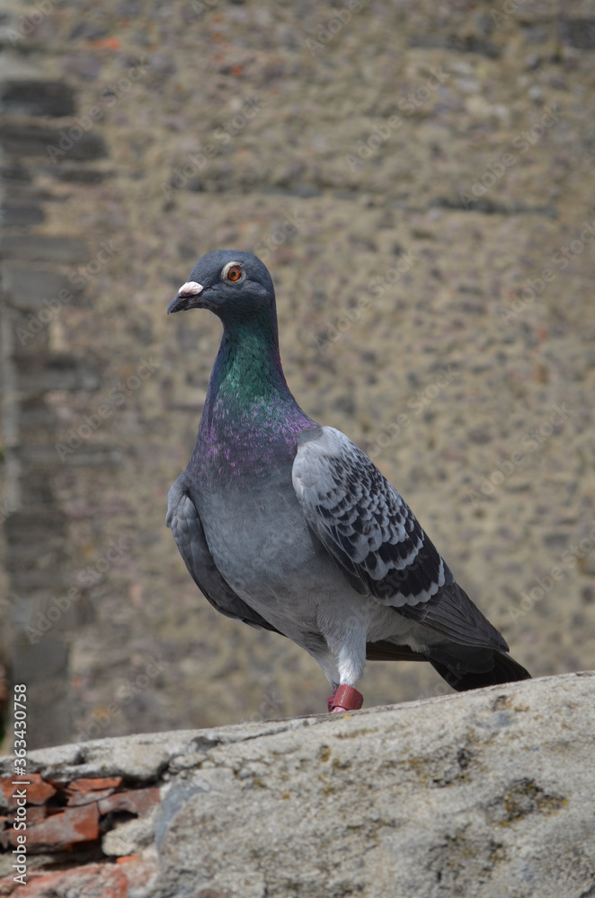 dove on plain blurred background, pigeon on the stone dove on plain blurred background, pigeon on the stone