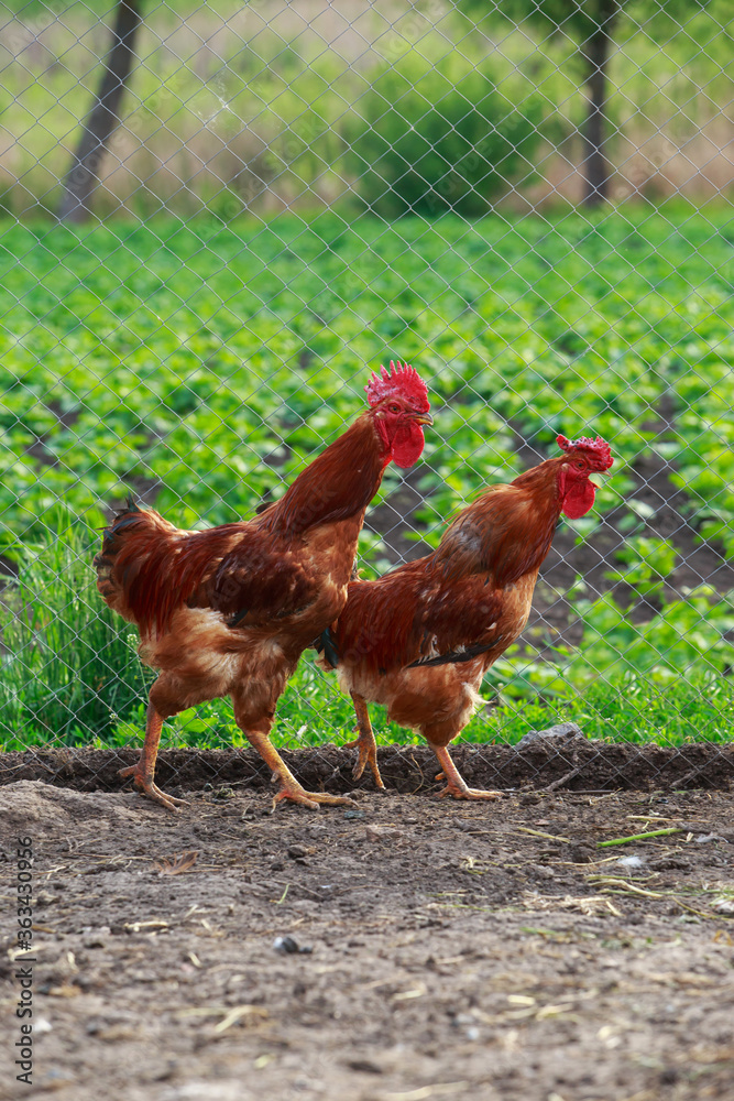 Fototapeta premium Two roosters in the yard