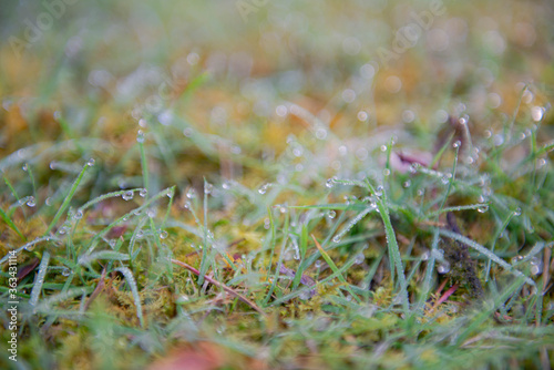 Dew on the grass in the morning