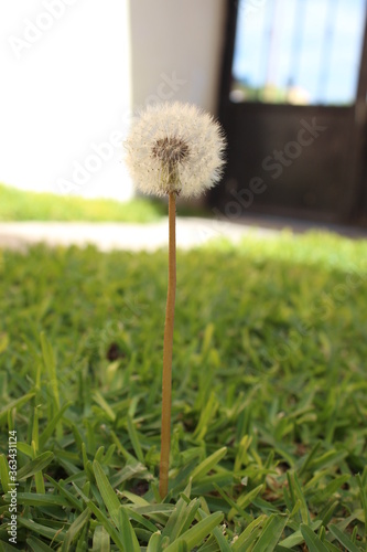 diente de león