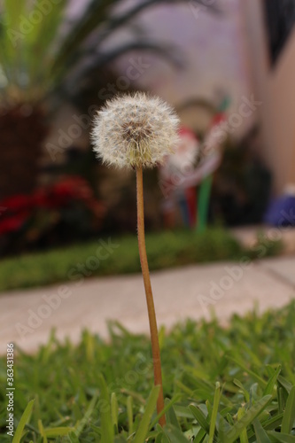 diente de león