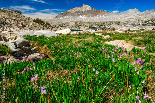 Wildflowers in the John Muir Wilderness 2