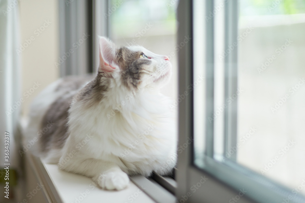 custom made wallpaper toronto digital窓の外を見ている猫