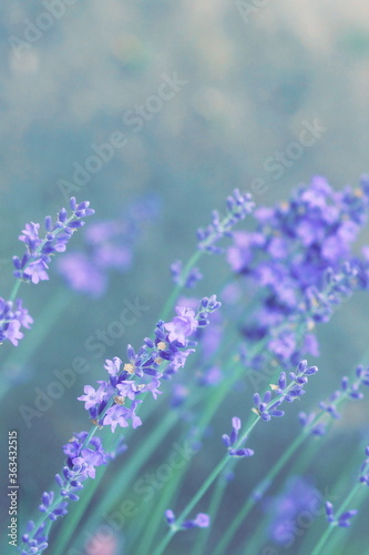 lavender flowers in flower garden landscape background. Selective focus, blured. poster