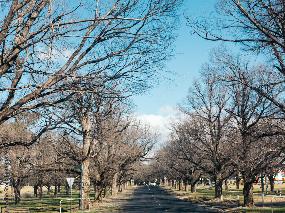 Fototapeta premium bare trees in the park in winter