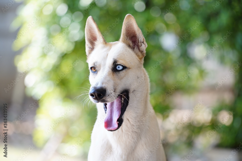 Fototapeta premium Close up a dog with looking and active.