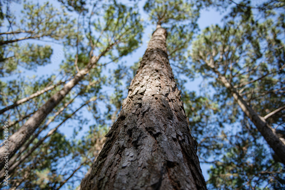 Beautiful pine forest that grows on the mountains.
Beautiful pine forest that grows on the mountains.
