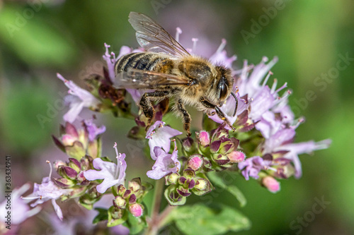 close up of a honey bee extracting nectar form the blooms on a oregano plant in organic garden