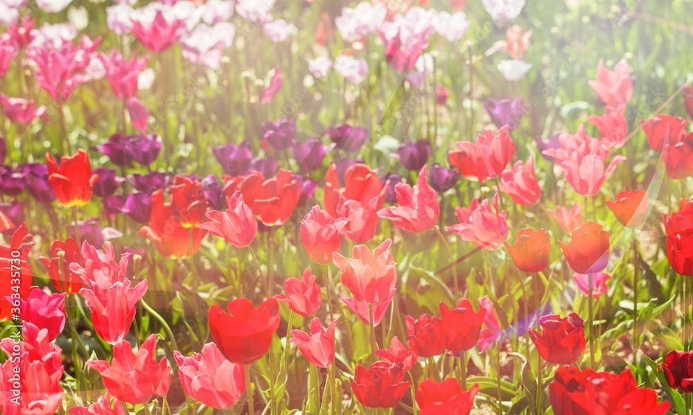 Fototapeta premium Flower.