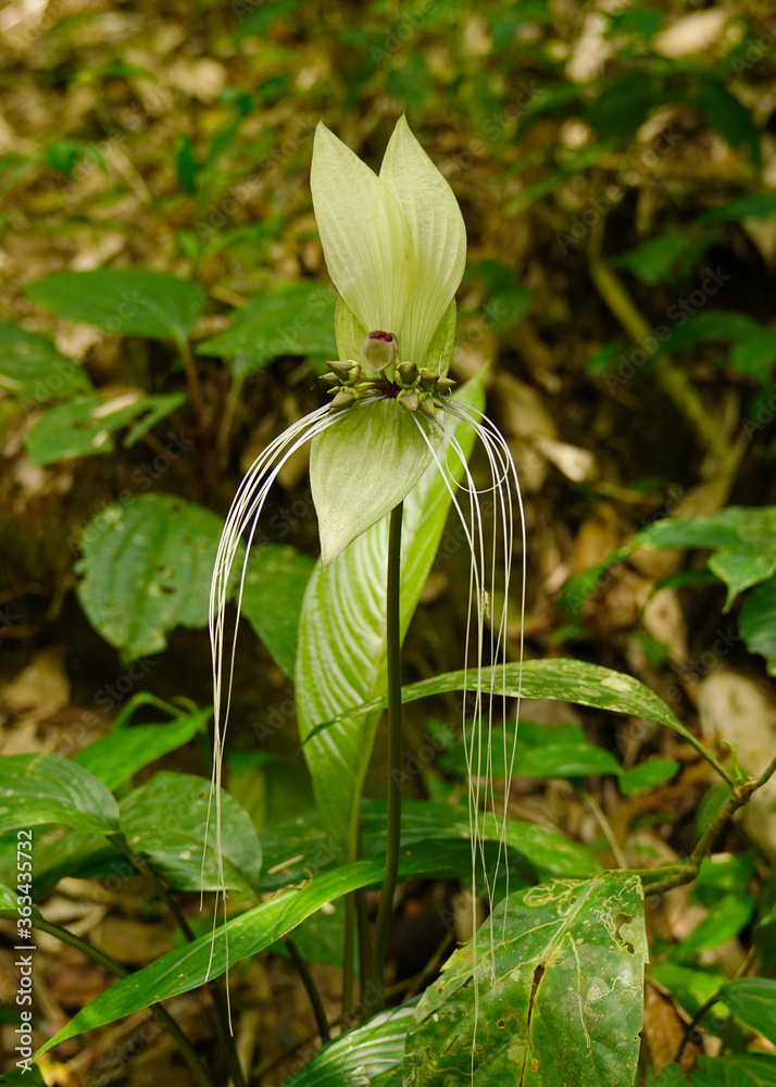 Obraz premium White Bat Lily