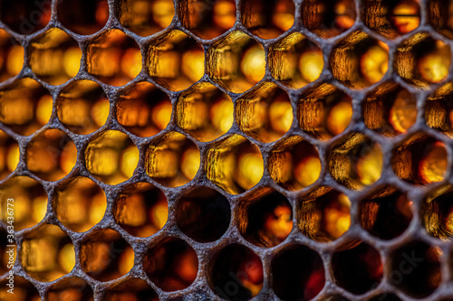 Honey bee beehive Wax Frame with moody light shines closeup macro