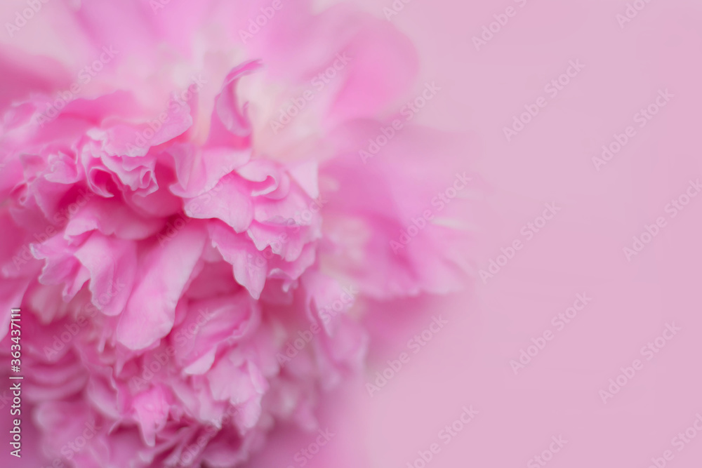 Fototapeta Pink peony flower rozovidnoy form on pink background.