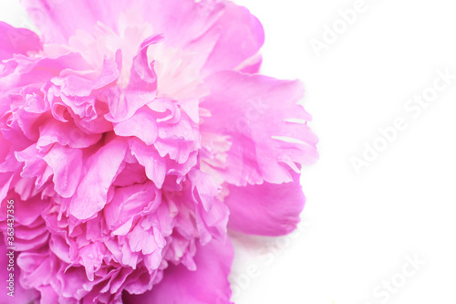 Pink peony flower rozovidnoy form isolated on white background.