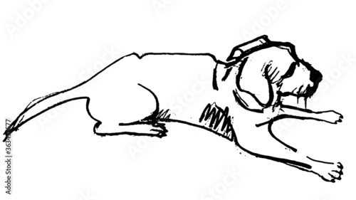 Boceto de perro