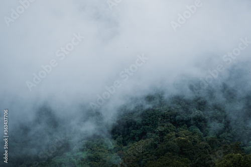 Landscape image of greenery rainforest and hills on foggy day