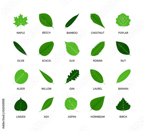 Useful leaves colored natural icons silhouette vegan analysis vector set. Design line elements leaf tree bush berries oxygen world ecology biology healthy food marketing business. Vector symbol set.