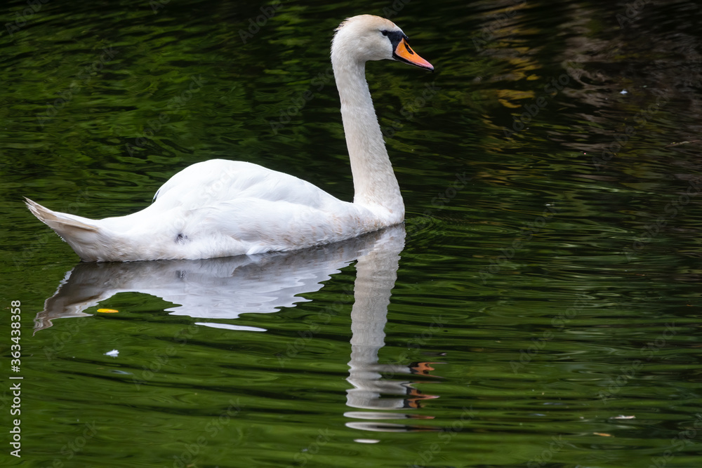 Naklejka premium A graceful white swan swimming on a lake with dark green water. The white swan is reflected in the water