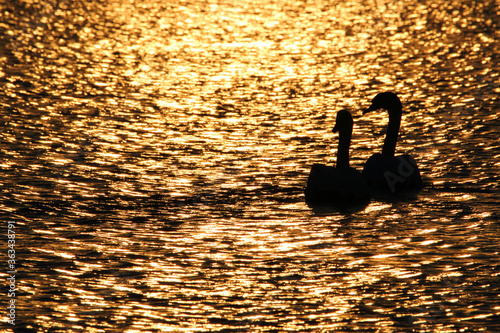 Cygnus olor on the water
