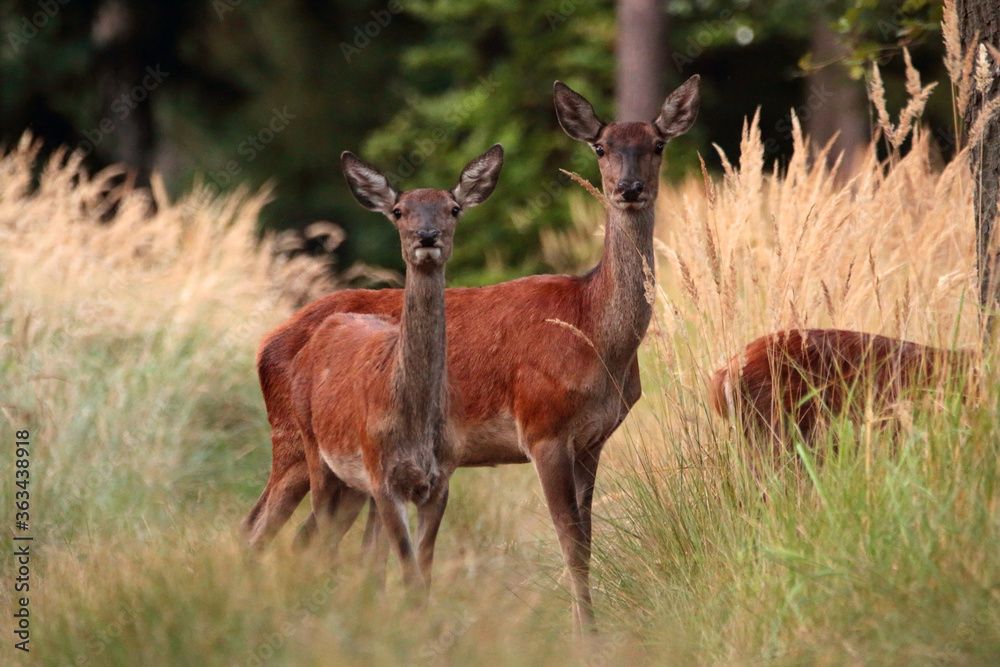 Deer on the road in the woods Deer on the road in the woods