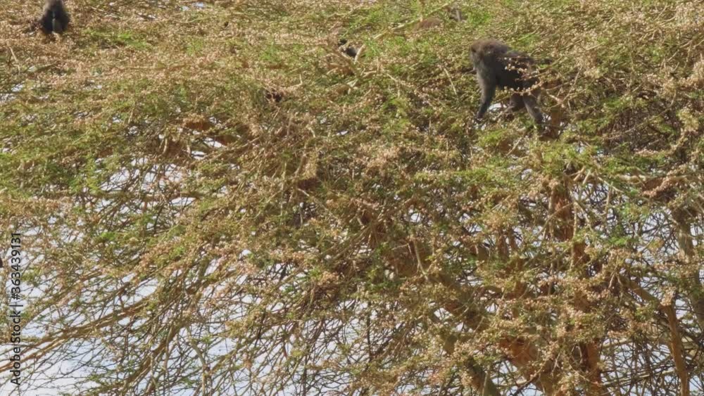 Baboons in trees looking for food. Baboons in trees looking for food.