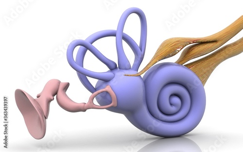 3D inner ear. Cochlea in white background photo