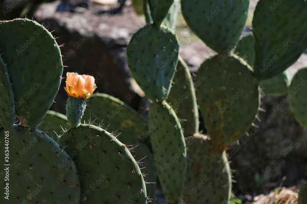 prickly pear cactus prickly pear cactus