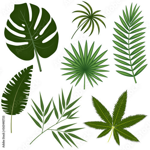 set of exotic leaves close-up on a white background, color vector illustration, design, decoration, banner, poster