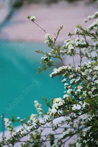 Branch of the shrub with flowers, blurred lake in the background.
