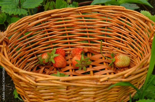 Straw basket with strawberries. Summer berry season and harvest top view