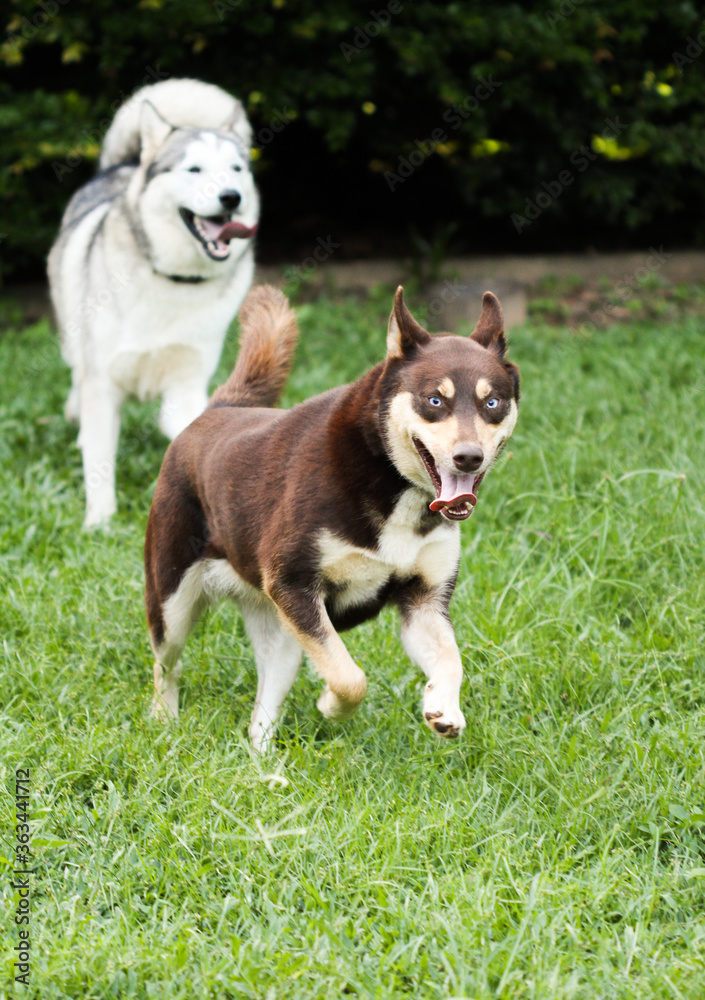 Two large dogs, Malamute and Kelpie, playing and running on grass in backyard