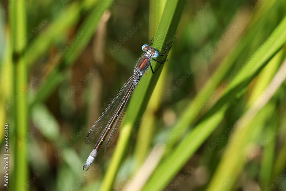 A rare male Scarce Emerald Damselfly, Lestes dryas, perching on a reed at the edge of a stream in the UK.
A rare male Scarce Emerald Damselfly, Lestes dryas, perching on a reed at the edge of a stream in the UK.